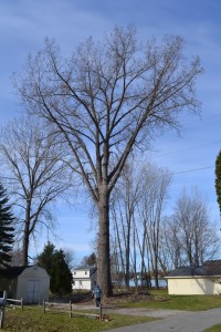 Tree View Clearing in Traverse City, Michigan